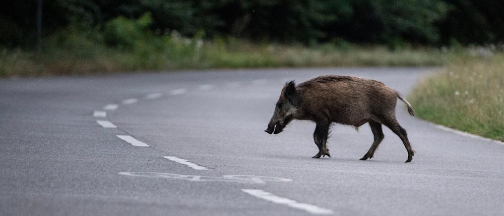 Ein Wildschwein läuft am frühen Abend über eine Straße in der Bundeshauptstadt. 