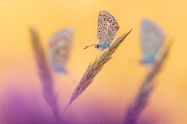 Ross Hoddinott fotografierte diese blauen Schmetterlinge auf einem Bauernhof in Devon im Südwest-England und gewann damit in der Kategorie „Hidden Britain“.