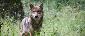 Eine ausgewachsener weiblicher Wolf steht in seinem Gehege im Tierpark Eekholt, Schleswig-Holstein.