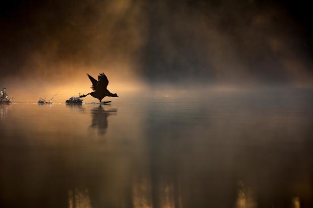 Max Wood gewann den RSPB Young British Wildlife Photographer of the Year Award für sein Foto von einem Blässhuhn, das bei Sonnenaufgang über einen nebligen See läuft. 