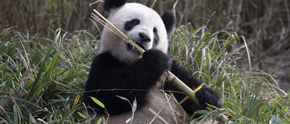 Panda-Dame Meng Meng läßt es sich im Zoo Berlin schmecken.