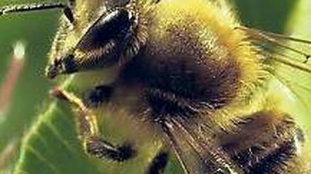 Flügelschlag in Nahaufnahme. Bei den Dreharbeiten flog die Kamera den Bienen im Minihubschrauber hinterher. 