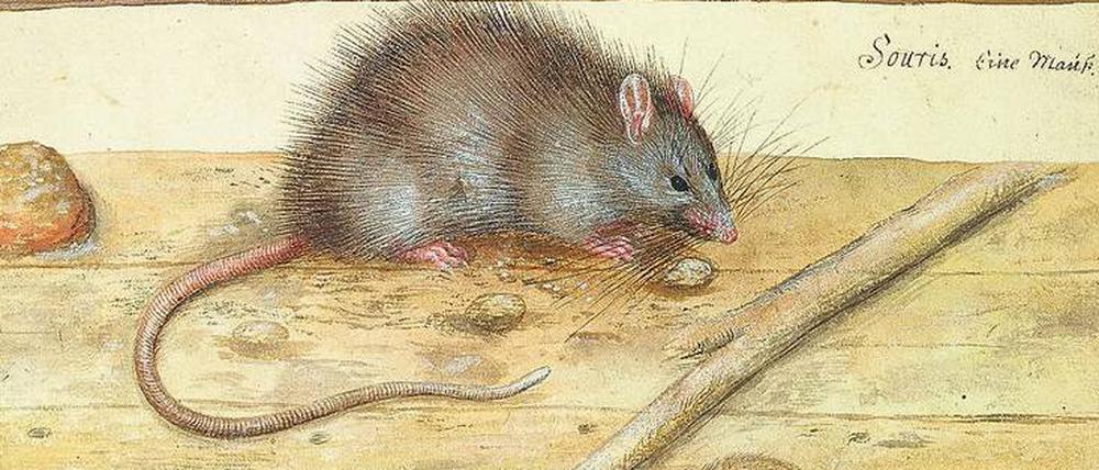 Ausschnitt aus "Ratten und Mäuse" von Hans Verhagen der Stomme.