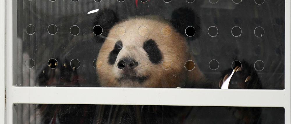 Der chinesische Riesenpanda «Meng Meng» schaut aus seiner Transportbox. «Meng Meng» wird mit einem weiteren Panda in den Berliner Zoo einziehen.