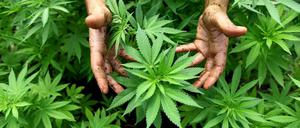 Hanf-Pflanzen einer Cannabis-Plantage