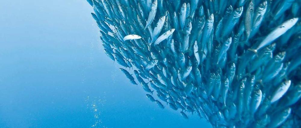Makrelen in Verteidigungsposition. So verwirrt der Schwarm Räuber - aber das rettet sie nicht alle. Die Chancen zum Überleben für das einzelne Individuum steigen aber.