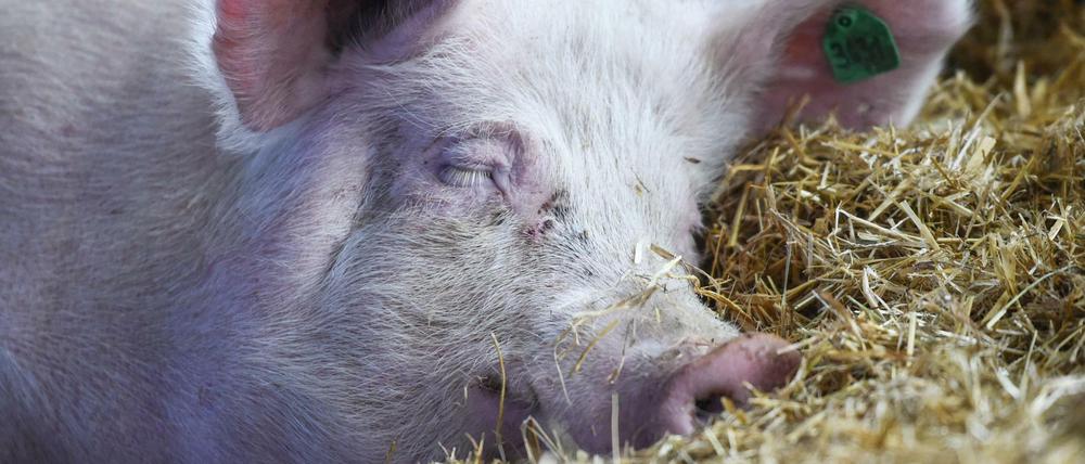 Schwein gehabt, ein Synonym fürs Glück