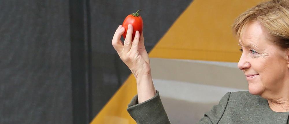 Blick in die Tomatenkugel (das Tomatenei) - wer gewinnt? 
