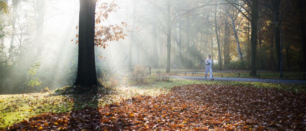 "Seit ich laufe, habe ich mir die Stadt erlaufen." In Berlin kann man fast überall joggen, zum Beispiel am frühen Morgen im Tiergarten. 