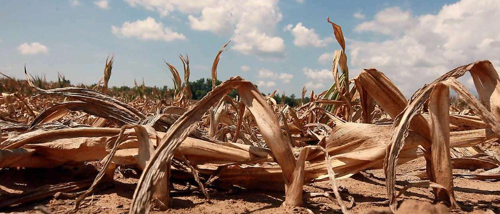 Ein Maisfeld im US-Bundesstaat Illinois im Sommer 2012. Die Hälfte der Felder ist in einem erbärmlichen Zustand.