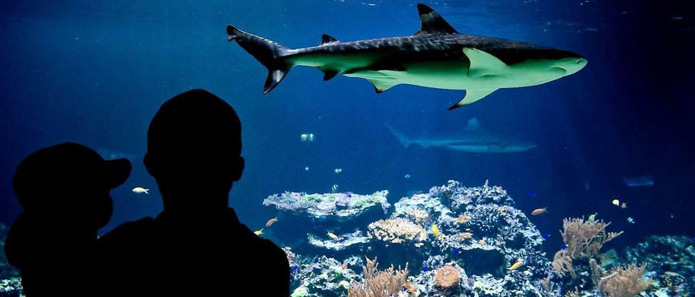 Im Haifischbecken. Im Lernspiel "Sharkworld" sollen (angehende) Manager lernen, Geschäftsentscheidungen zu treffen