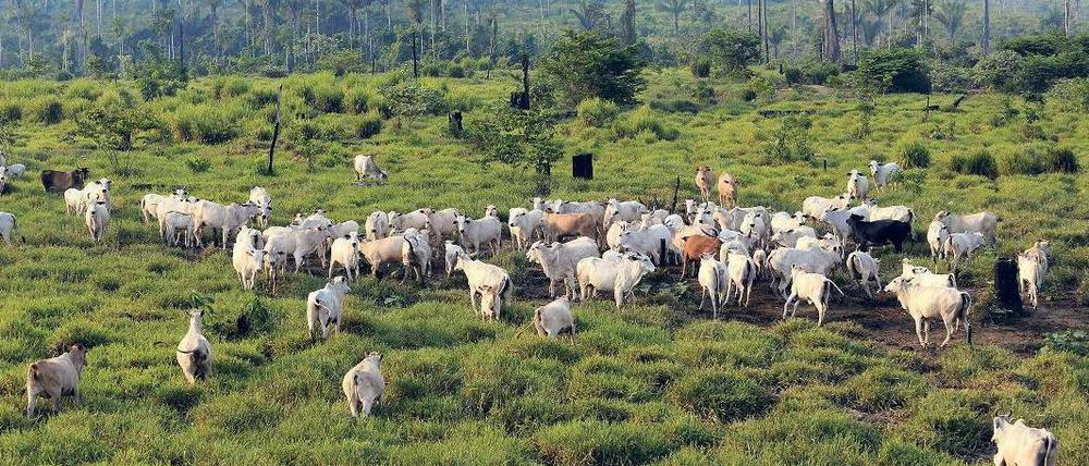 Rinder statt Bäumen: In Brasilien wird der Regenwald massiv abgeholzt.