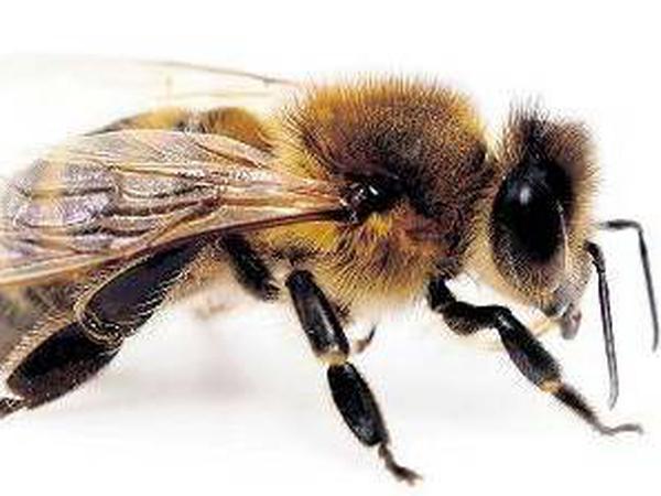 Die europäische Biene ist von vielen Faktoren bedroht.
