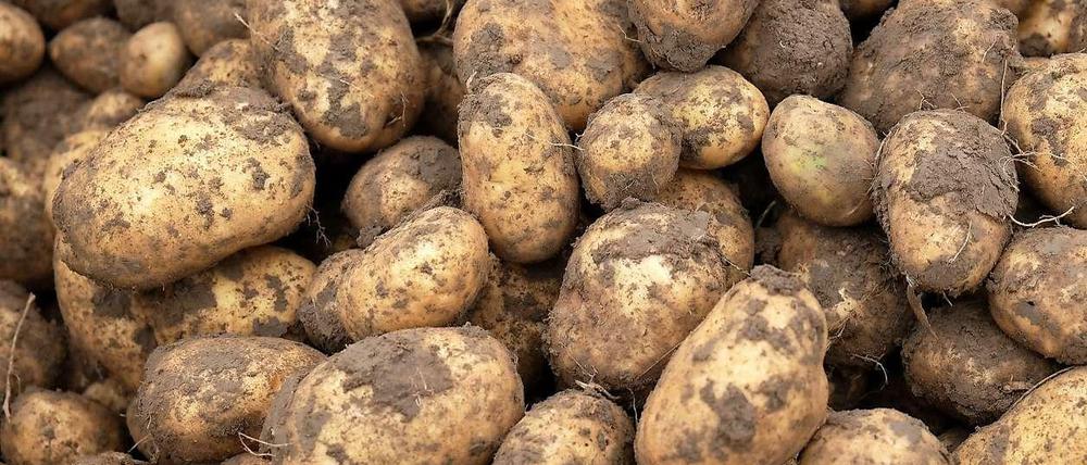 Kartoffeln hatten deutsche Bauern jahrelang veschmäht, ihre Anbaufläche ging zurück. Dieser Trend ist offenbar gestoppt.