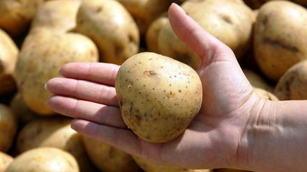 Bekommt "Linda" künftig Konkurrenz durch einen festkochenden "Horst"? Eine Petition fordert den Bundestag auf, sich für mehr Gleichberechtigung bei der Namensvergabe für Kartoffeln einzusetzen. 