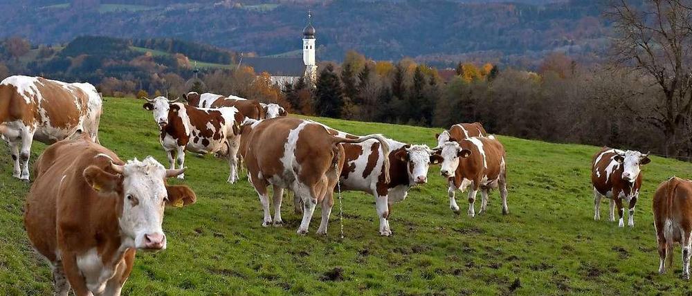 Auf Leistung getrimmt. Die Milchleistung einer Kuh wird zu zwei Dritteln mit Kraftfutter erfüttert, also mit Getreide und Sojabohnen.