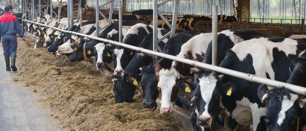 Zu fleißig: Deutsche Milchkühe bei der Arbeit. Keiner produziert in der EU mehr Milch als Deutschland. 