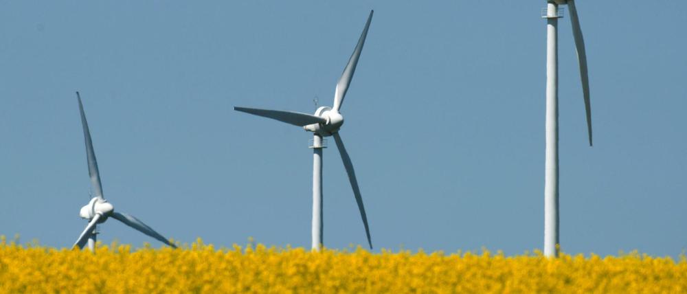 Windräder stehen in einem blühenden Rapsfeld in der Nähe von Wolgast. 