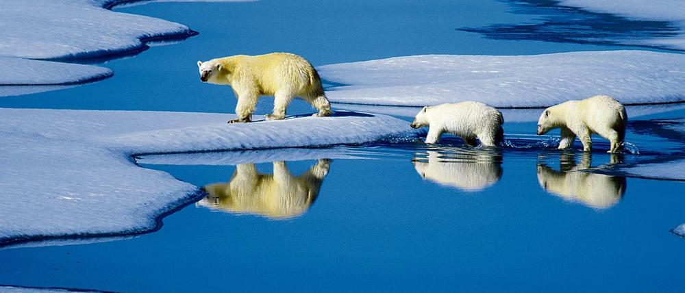 Eine Eisbärenmutter marschiert mit ihren beiden Jungen auf Futtersuche in Kanada. Die Erwärmung entzieht den Tieren die Existenzgrundlage. 