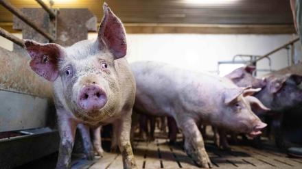 Schweine im Mastbetrieb in einem niedersächsischen Stall (Archivbild vom 06.01.2023).