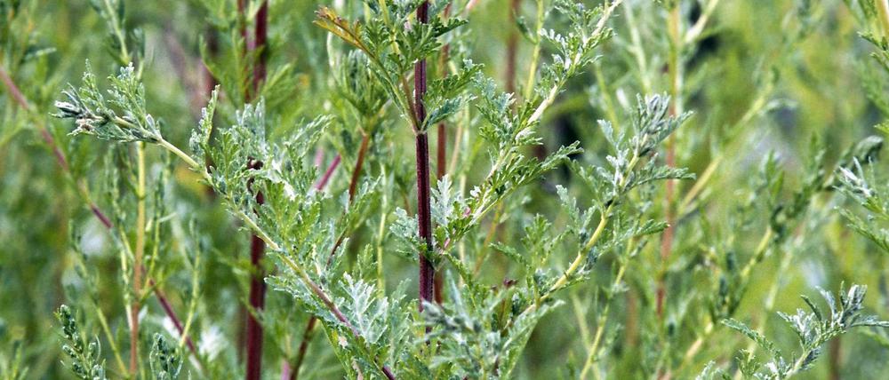 Aus dem Einjährigen Beifuß ( Artemisia annua) wird Arteminisin gewonnen. Aber auch die gesamte getrocknete Pflanze wirkt gegen Malaria.