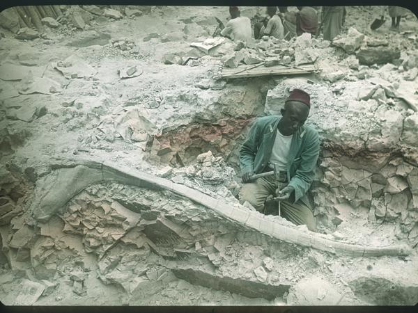 Freigelegt. Die Aufnahme zeigt, den ostafrikanischen Oberaufseher Boheti bin Amrani bei der Präparation einer Rippe. 