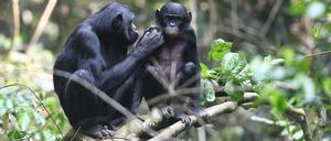 Bonobo-Mütter helfen nicht nur bei der Fellpflege, sondern auch bei der Paarung.