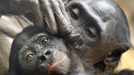 Dieser Bonobo kann offenbar noch gut sehen. Ältere Tiere vergrößern beim Lausen den Abstand, um kleine Insekten besser zu erkennen.