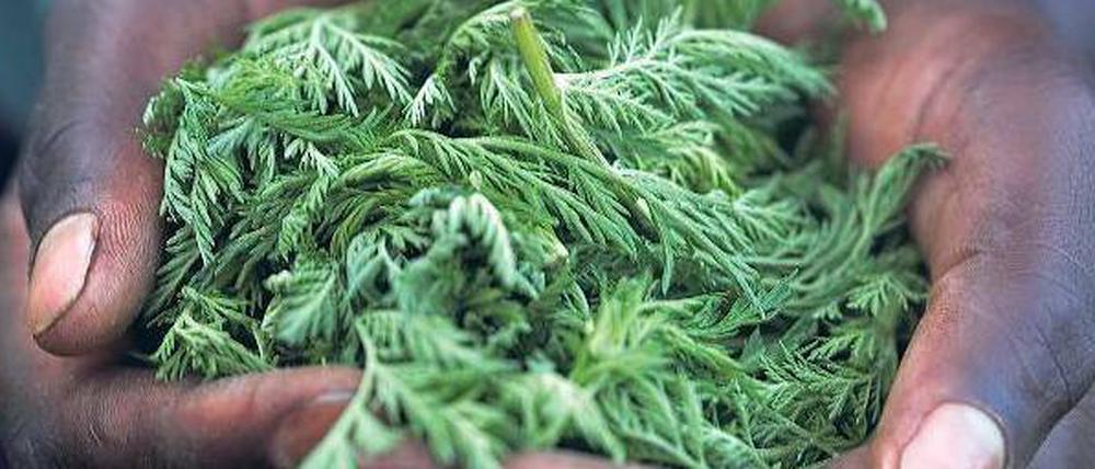 Grüne Apotheke. Aus dem Chinesischen Beifuß (Artemisia annua) wird Arteminisin gewonnen. Es bildet die Grundlage für ein sehr gut wirksames Mittel gegen Malaria. 