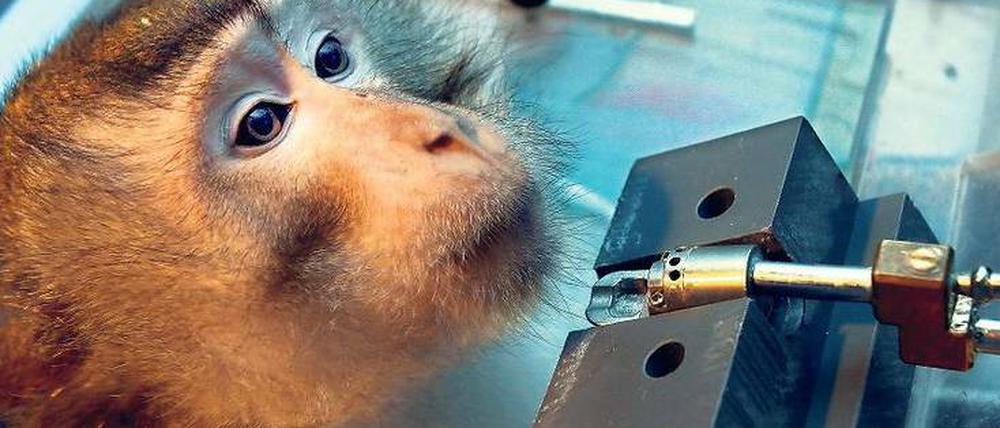 Versuchstier. Affen werden unter anderem in Experimenten verwendet, bei denen es darum geht, die Signalverarbeitung im Gehirn aufzuklären. Dieses Tier wurde in Magedeburg fotografiert.