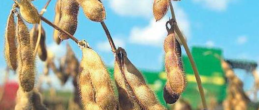 Umstrittene Bohnen. Jedes Jahr werden Millionen Tonnen Soja nach Europa importiert und vor allem als Viehfutter genutzt. Die Bohnen stammen oftmals von gentechnisch veränderten Pflanzen wie diese hier in Brasilien. 