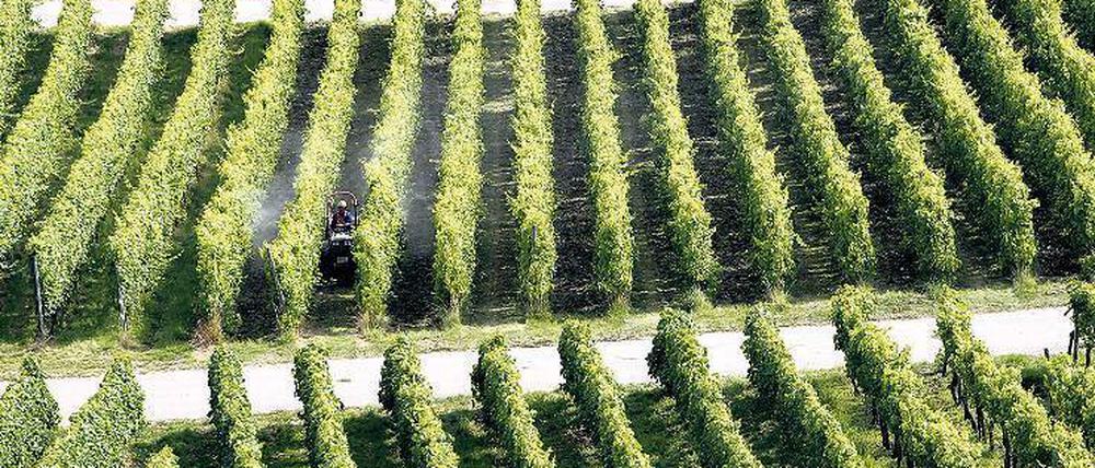 Grün und gespritzt. Auch im Weinbau wird Glyphosat gegen Unkraut eingesetzt.