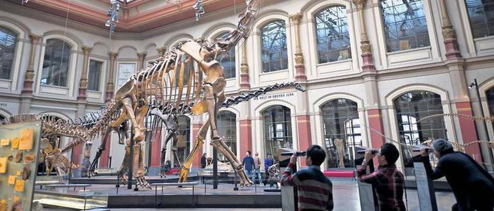 Gigant der Urzeit. Die Knochen des Brachiosaurus brancai ragen bis 13 Meter in die Höhe und bilden das weltweit größte aufgestellte Dinosaurierskelett. Sie wurden bei einer Expedition im frühen 20. Jahrhundert in Ostafrika gefunden.