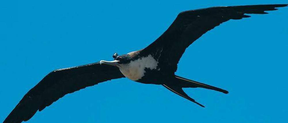 Großer Vogel. Fregattvögel erreichen bis zu zwei Meter Flügelspannweite. 