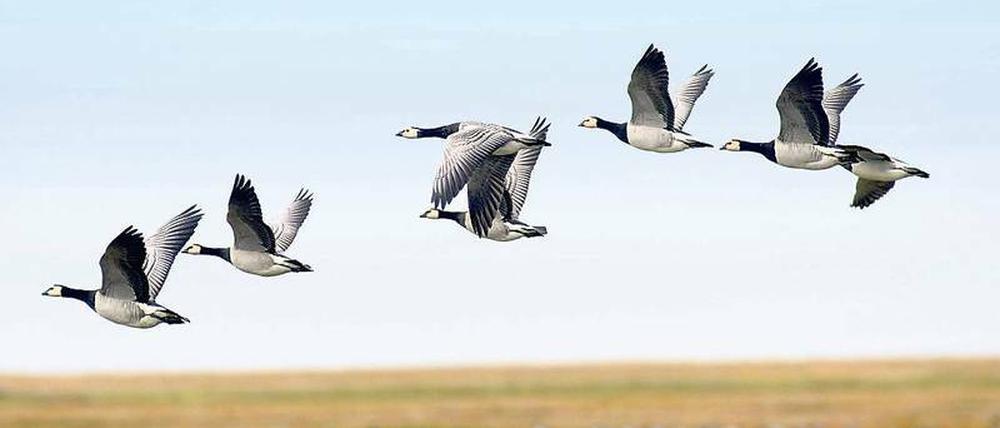 Nonnengänse fliegen über das Wattenmeer in Schleswig-Holsten. Die Vogelgrippe gefährdet dieses Jahr zunehmend Wildvögel. Noch ist nicht ganz klar, wann das Virus bei den Tieren ausbricht. 