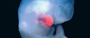 Chimär. In Mausembryonen haben Forscher bereits Rattenzellen (rot) eingeschleust, die sich dort vermehren und sogar ganze und funktionsfähige Organe wie das Herz bildeten. Mit menschlichen Stammzellen hat das jedoch noch nicht funktioniert. 