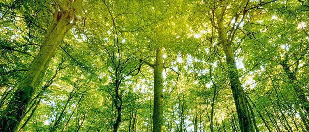 Mächtig waldig. Mit Roteichen und Esskastanien soll der deutsche Wald für den Klimawandel fit gemacht werden. Forstexperten sind skeptisch.