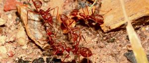 Abschreckendes Aroma. Rote Waldameisen müffeln – jedenfalls meiden bestimmte Spinnen Orte, an denen sich zuvor Myrmica rubra herumgetrieben hat.
