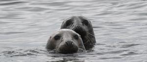 Robben sind auch in kalten Gewässern sehr agil, weil sie einen Großteil der Energie, die sie durch Nahrung aufnehmen, nutzen, um ihren Körper aufzuheizen. 