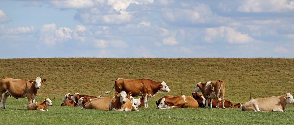 Viel Platz. Kühe auf einer Weide in Sachsen. 