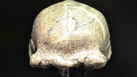 Schädeldach eines Homo erectus. Dieses Exemplar stammt aus einer Höhle in Zhoukoudian, China.