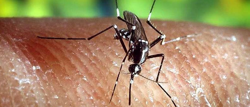 Blutsauger. Eine Stechmücke der Art Anopheles quadrimaculatus auf der menschlichen Haut. Die Insekten können auch Malaria übertragen. 