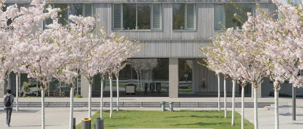 Kirschblüte vor der Holzlaube, dem FU-Gebäude der kleinen Fächer.