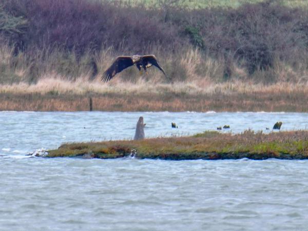 Ein Seeadler stürzt sich an der Küste der Isle of Wight Richtung Wasser, das eine Kegelrobbe verteidigt – mit Spuckattacken.