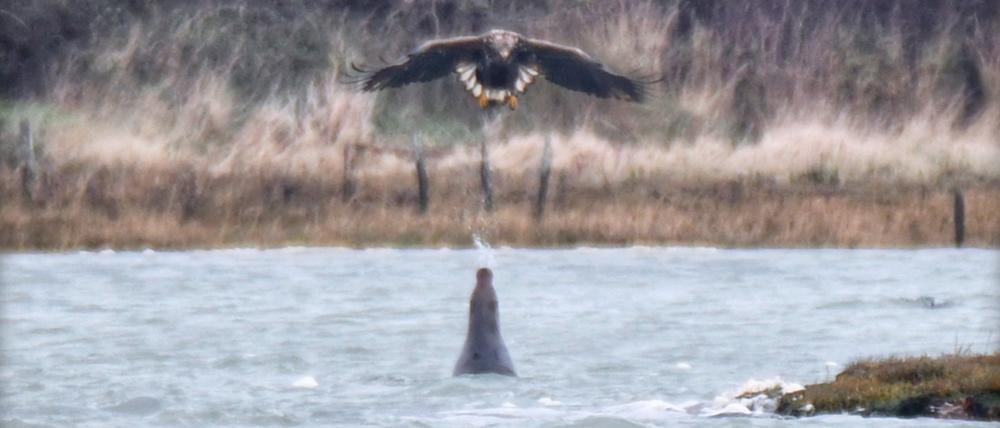 An der Küste von Newtown in Großbritannien spuckt eine Robbe Wasser auf einen Adler.