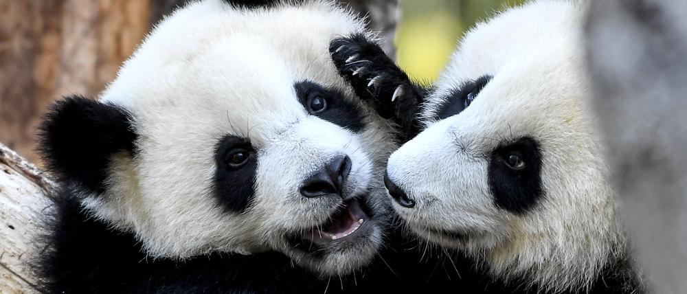 Die Pandabär-Zwillinge Pit und Paule spielen im Sommer 2020 in ihrem Gehege im Berliner Zoo. 