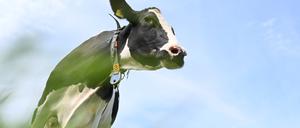 Eine Kuh eines Milchviehbetriebes auf der Weide.
