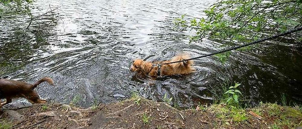 "Wissenschaftliche Erkenntnisse, nach denen Hunde ihre  Notdurft im Wasser verrichten, liegen dem Senat nicht vor."