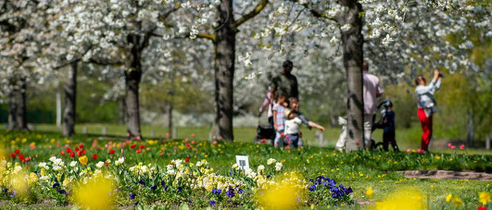  Besucher gehen beim sonnigen Wetter im Britzer Garten unter blühenden Kirschbäumen.