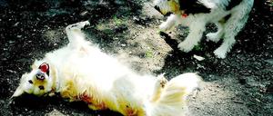 Umstritten: Hunde am Schlachtensee und an der Krummen Lanke
